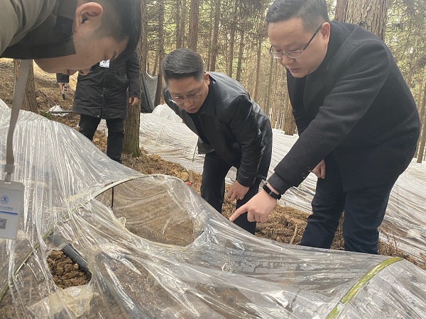 銅仁城交集團(tuán)黨委委員、副總經(jīng)理趙天勇一行赴石阡縣檢查羊肚菌基地種植情況